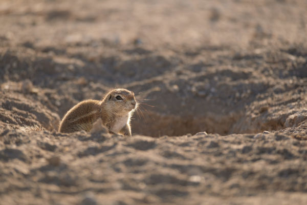Écureuil des sables en Namibie dans le parc d'Etosha